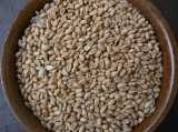 Obilí - pšenice
